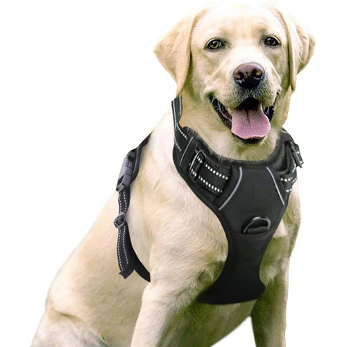Binxy Boy Comfort Walking Harness