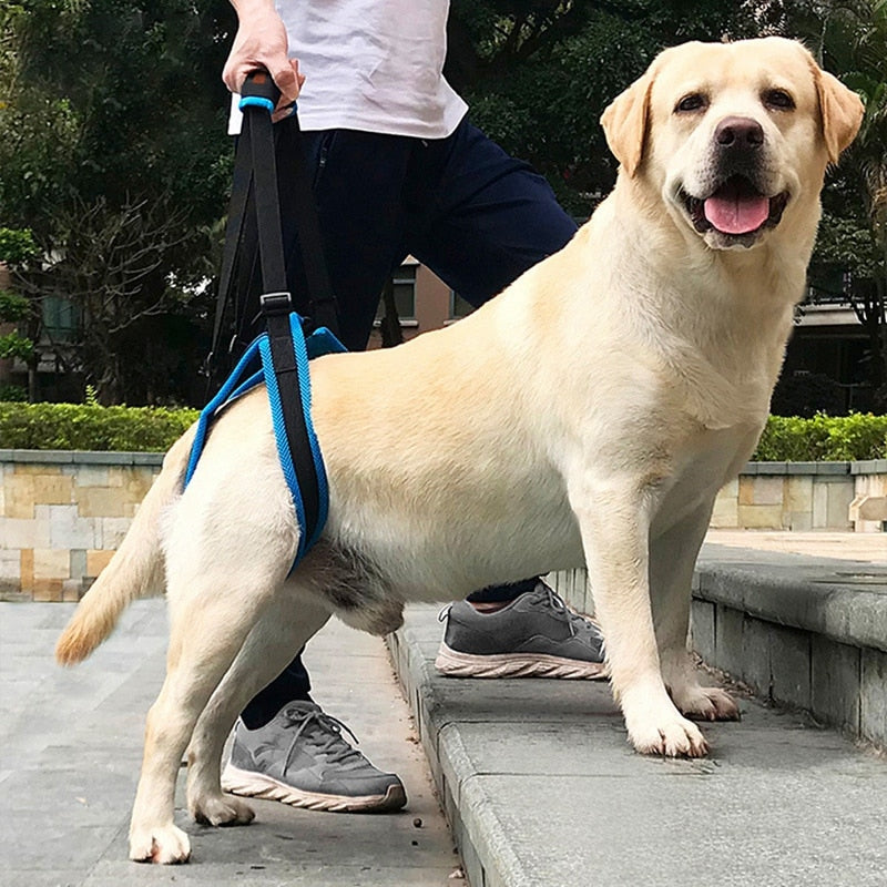 Binxy Boy Adjustable Rear-Leg Support Lift Harness